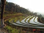 rice paddies in the morning near yuan yang